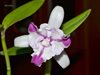 Cattleya Intermedia Aquinii